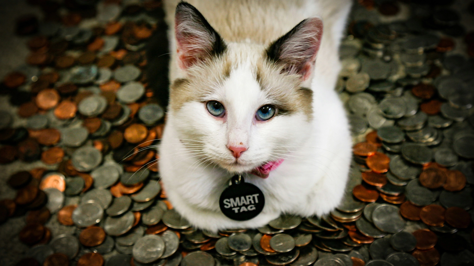 あなたの猫のマイクロチップがマルウェアを広げる可能性があると、研究者が警告しています